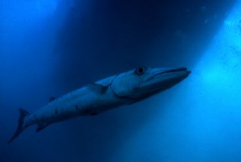 This huge barracuda let me get unbelieveably close!  I to... by Robyn Lynn Churchill 